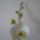 Phalaenopsis_sok_bimboval_600559_21977_t