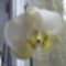 Phalaenopsis virága közelről