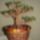 Zold_bonsai_002_600514_57285_t