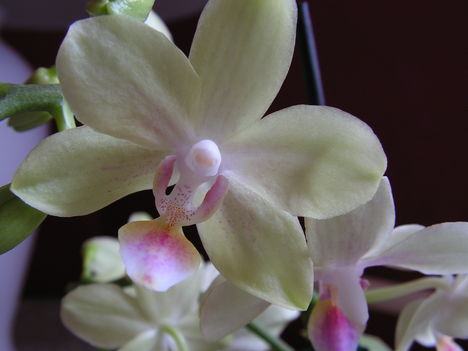 Orchidea 001