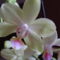 Orchidea 001