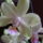 Orchidea_001_713107_57604_t