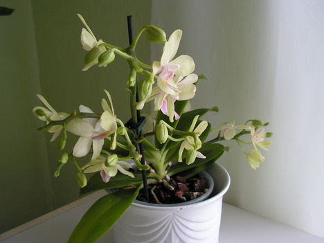 Orchidea 002