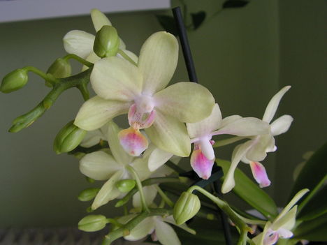 Orchidea 003