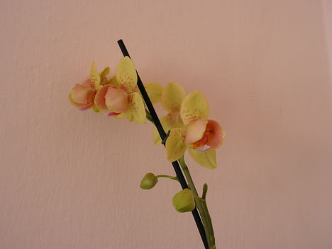 Orchidea 009