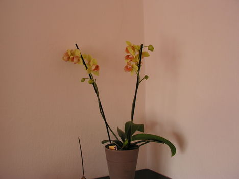 Orchidea 012