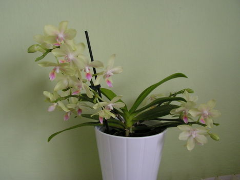 Orchidea 029