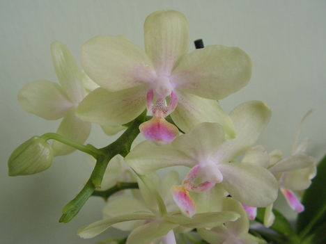 Orchidea 030