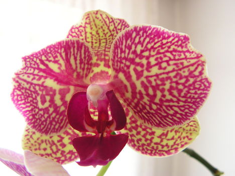 Orchidea 035
