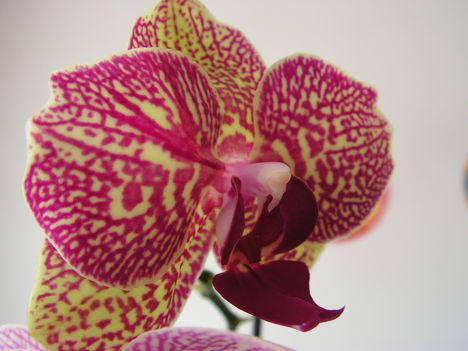 Orchidea 036