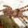 Poecilotheria_formosa_010_714723_90099_t