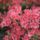 Rhododendronok_viragzasa__jeli_arboretum-001_715269_94323_t