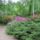 Rhododendronok_viragzasa__jeli_arboretum-003_715265_49942_t