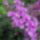 Rhododendronok_viragzasa__jeli_arboretum-004_715262_15943_t