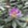 Rhododendronok_viragzasa__jeli_arboretum-005_715260_52931_t