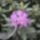 Rhododendronok_viragzasa__jeli_arboretum-006_715258_21889_t