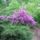 Rhododendronok_viragzasa__jeli_arboretum-007_715256_17804_t