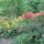 Rhododendronok_viragzasa__jeli_arboretum-008_715253_40434_t