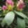Rhododendronok_viragzasa__jeli_arboretum-009_715251_57718_t