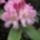 Rhododendronok_viragzasa__jeli_arboretum-010_715249_28894_t