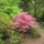 Rhododendronok_viragzasa__jeli_arboretum-011_715247_55689_t