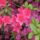 Rhododendronok_viragzasa__jeli_arboretum-013_715242_11376_t