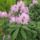 Rhododendronok_viragzasa__jeli_arboretum-014_715240_22136_t