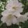 Rhododendronok_viragzasa__jeli_arboretum-015_715238_44495_t