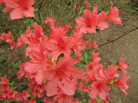 Rhododendronok virágzása - Jeli Arborétum