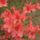 Rhododendronok_viragzasa__jeli_arboretum-017_715234_31449_t