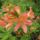 Rhododendronok_viragzasa__jeli_arboretum-020_715230_61706_t