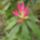 Rhododendronok_viragzasa__jeli_arboretum-024_715224_23928_t