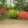 Rhododendronok_viragzasa__jeli_arboretum-025_715222_30946_t