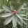 Rhododendronok_viragzasa__jeli_arboretum-026_715221_48205_t