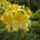 Rhododendronok_viragzasa__jeli_arboretum-027_715220_28830_t