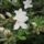 Rhododendronok_viragzasa__jeli_arboretum-029_715218_46938_t