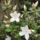 Rhododendronok_viragzasa__jeli_arboretum-030_715217_71197_t