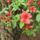 Rhododendronok_viragzasa__jeli_arboretum-031_715216_60271_t