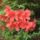 Rhododendronok_viragzasa__jeli_arboretum-032_715215_30734_t