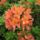 Rhododendronok_viragzasa__jeli_arboretum-033_715214_21741_t