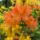 Rhododendronok_viragzasa__jeli_arboretum-034_715213_83437_t