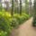 Rhododendronok_viragzasa__jeli_arboretum-036_715211_54974_t