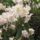 Rhododendronok_viragzasa__jeli_arboretum-037_715210_87869_t