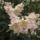 Rhododendronok_viragzasa__jeli_arboretum-038_715209_25750_t