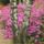 Rhododendronok_viragzasa__jeli_arboretum-041_715206_56087_t