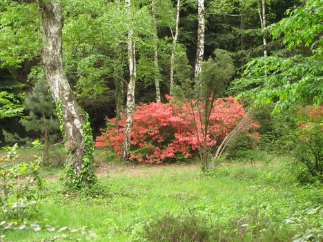 Rhododendronok virágzása - Jeli Arborétum
