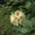 Rhododendronok_viragzasa__jeli_arboretum-046_715200_65157_t