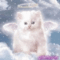 Angel cat