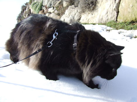 Cafi a hóban