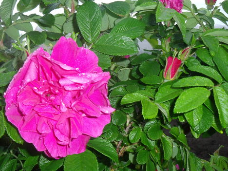 ráncoslevelű rózsa 1